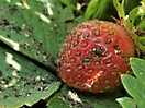 naturbilder